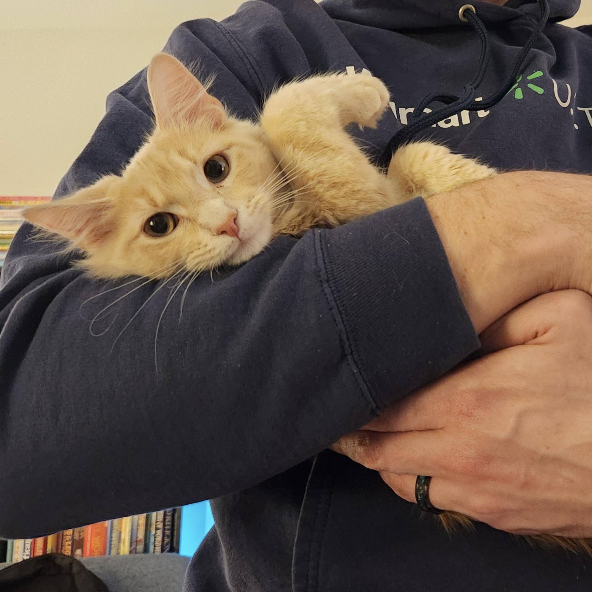 Enlarge Georgie, an adopted Domestic Medium Hair in Bentonville, AR image 4/4