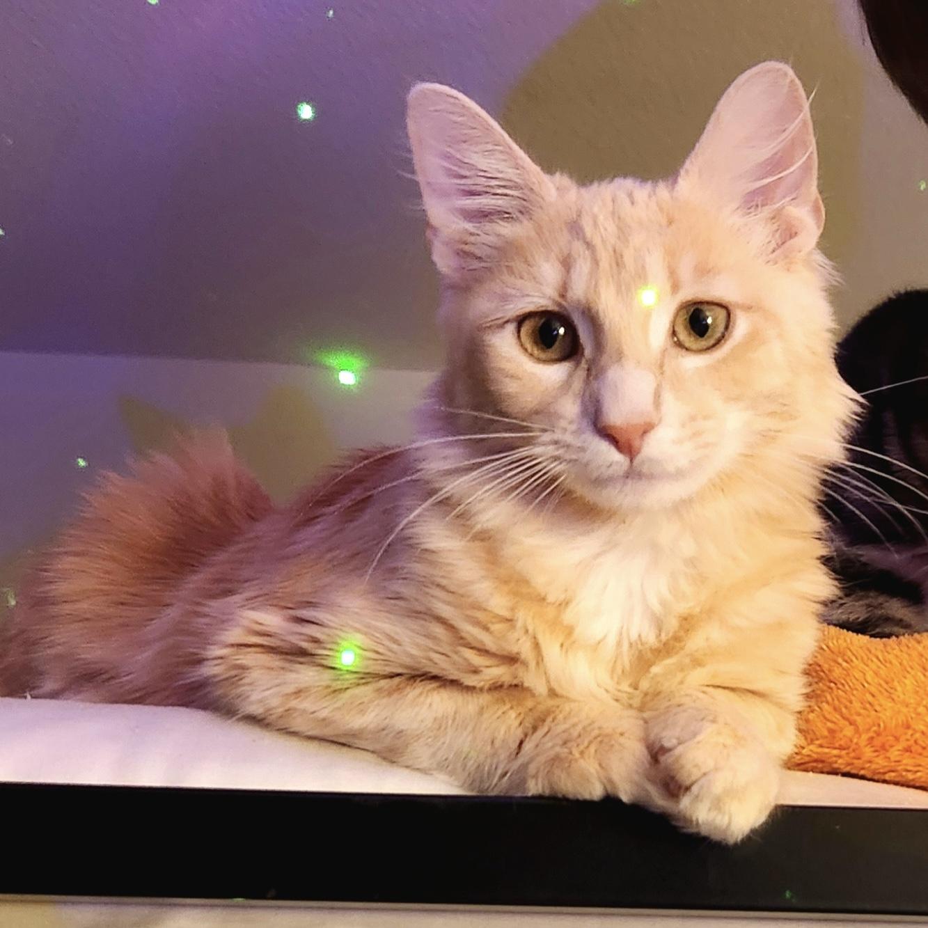 Enlarge Georgie, an adopted Domestic Medium Hair in Bentonville, AR image 1/4