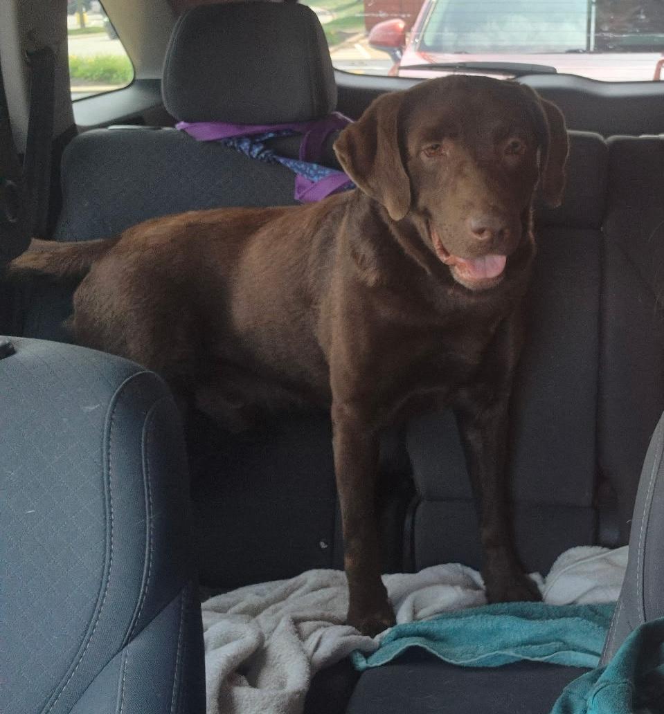 Fisher-Not Accepting Applications Yet, ADOPTABLE, Adult Male Chocolate Labrador Retriever.