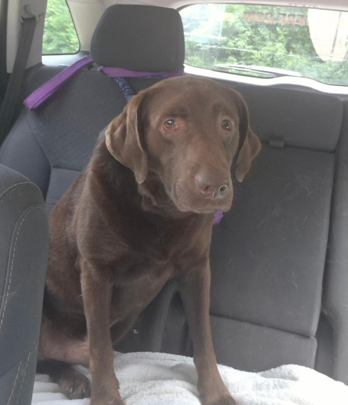 Enlarge Fisher-Not Accepting Applications Yet, a ADOPTABLE Chocolate Labrador Retriever in Medina, OH image 2/3