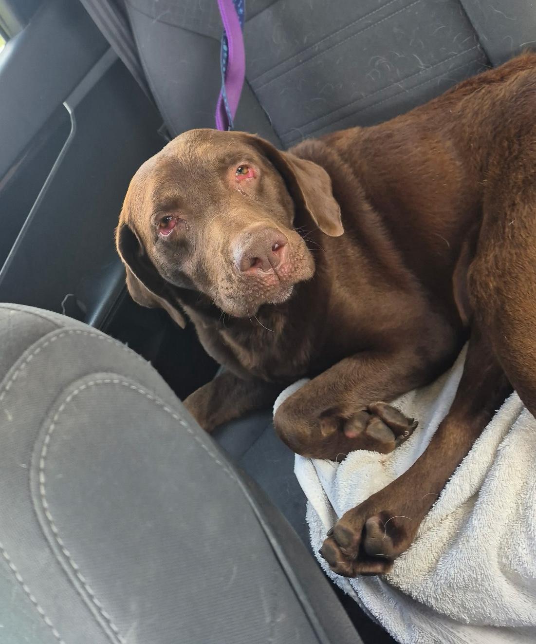 Enlarge Fisher-Not Accepting Applications Yet, a ADOPTABLE Chocolate Labrador Retriever in Medina, OH image 3/3