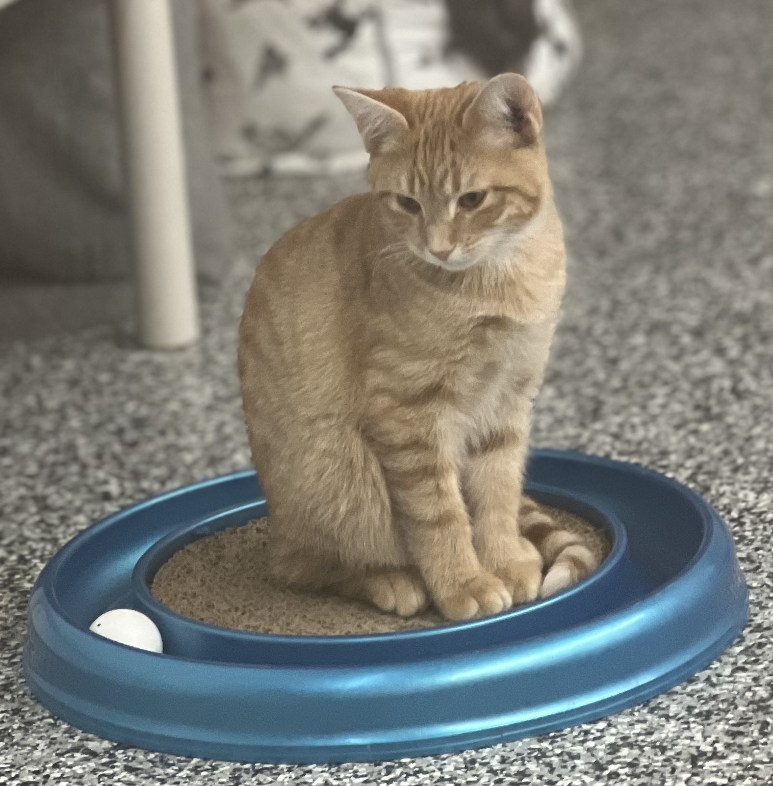 Butterscotch, a Adoptable Tabby in Sautee Nacoochee, GA image 3/4