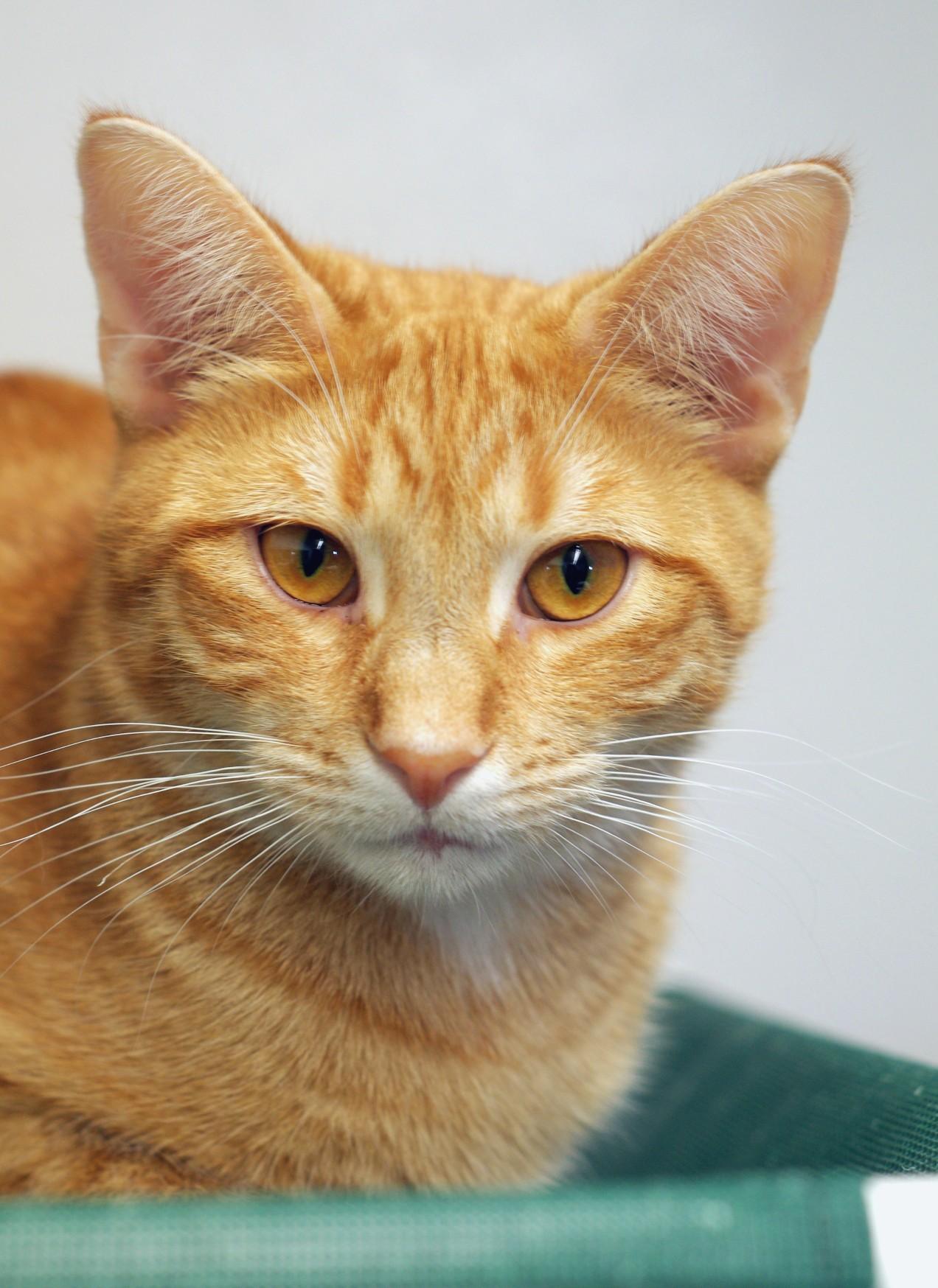 Butterscotch, a Adoptable Tabby in Sautee Nacoochee, GA image 4/4