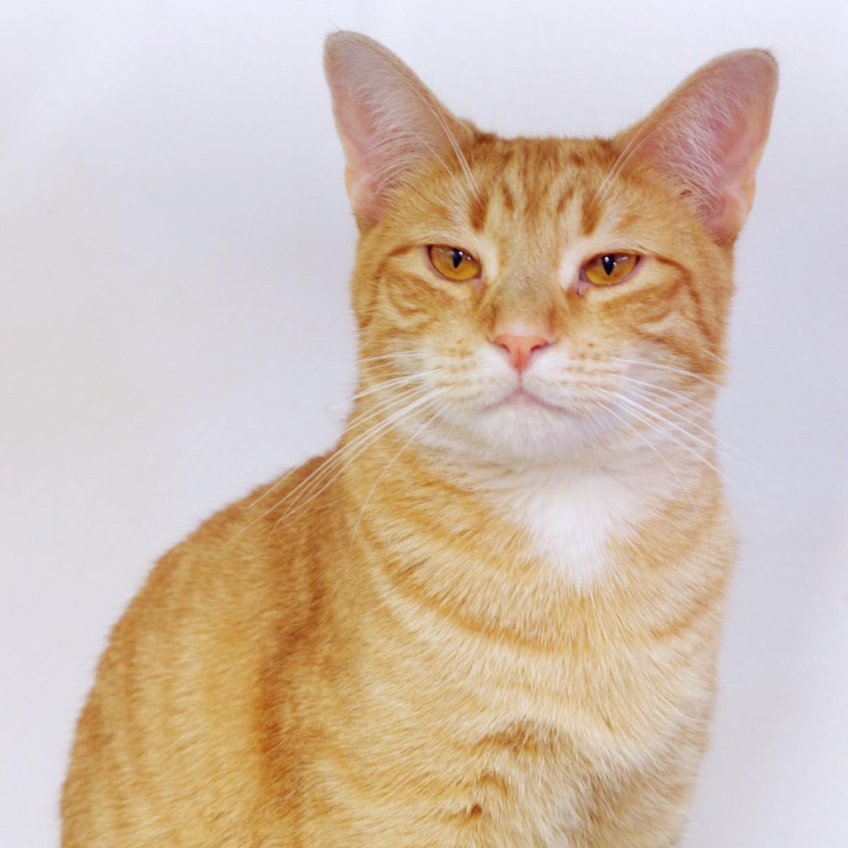 Butterscotch, a Adoptable Tabby in Sautee Nacoochee, GA image 2/4