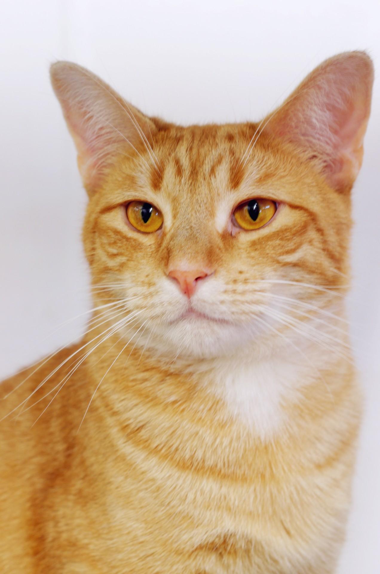 Butterscotch, Adoptable, Adult Male Tabby.
