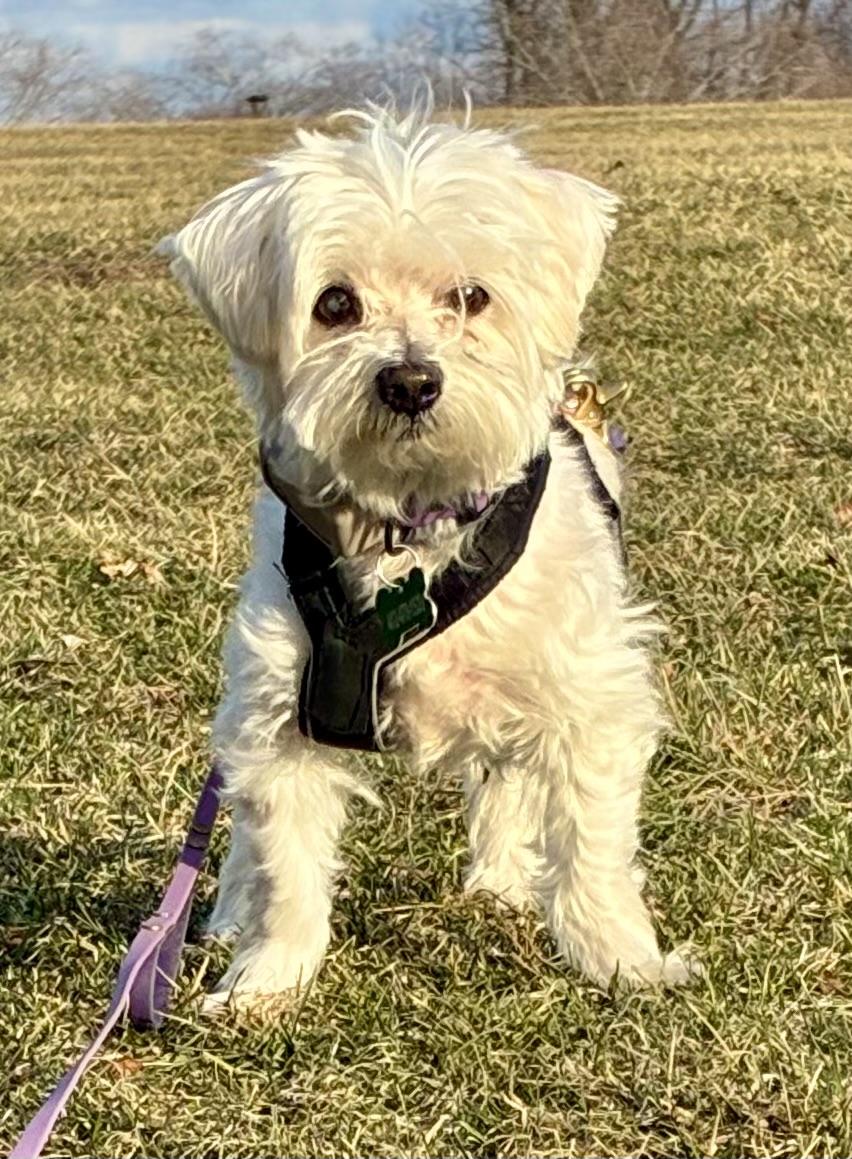 Enlarge Denver, a Adoptable Maltese in Bradfordwoods, PA image 4/5