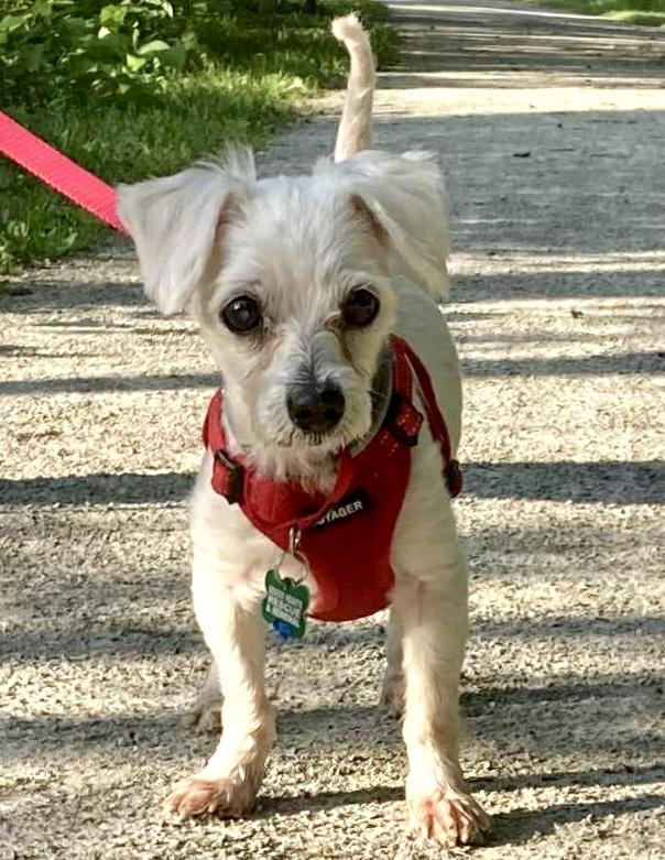 Denver, a Adoptable Maltese in Bradfordwoods, PA image 1/5