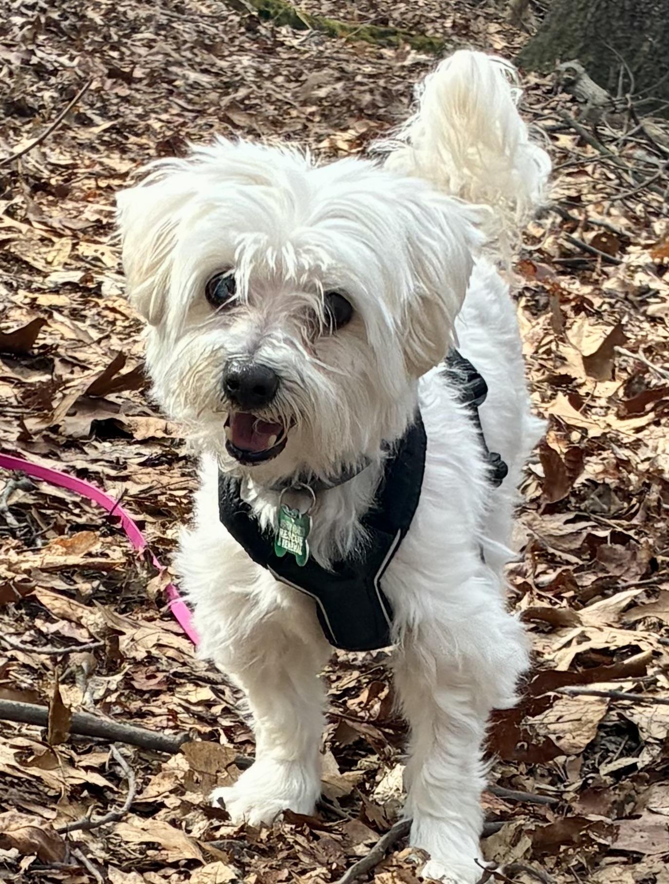 Denver, Adoptable, Senior Male Maltese.
