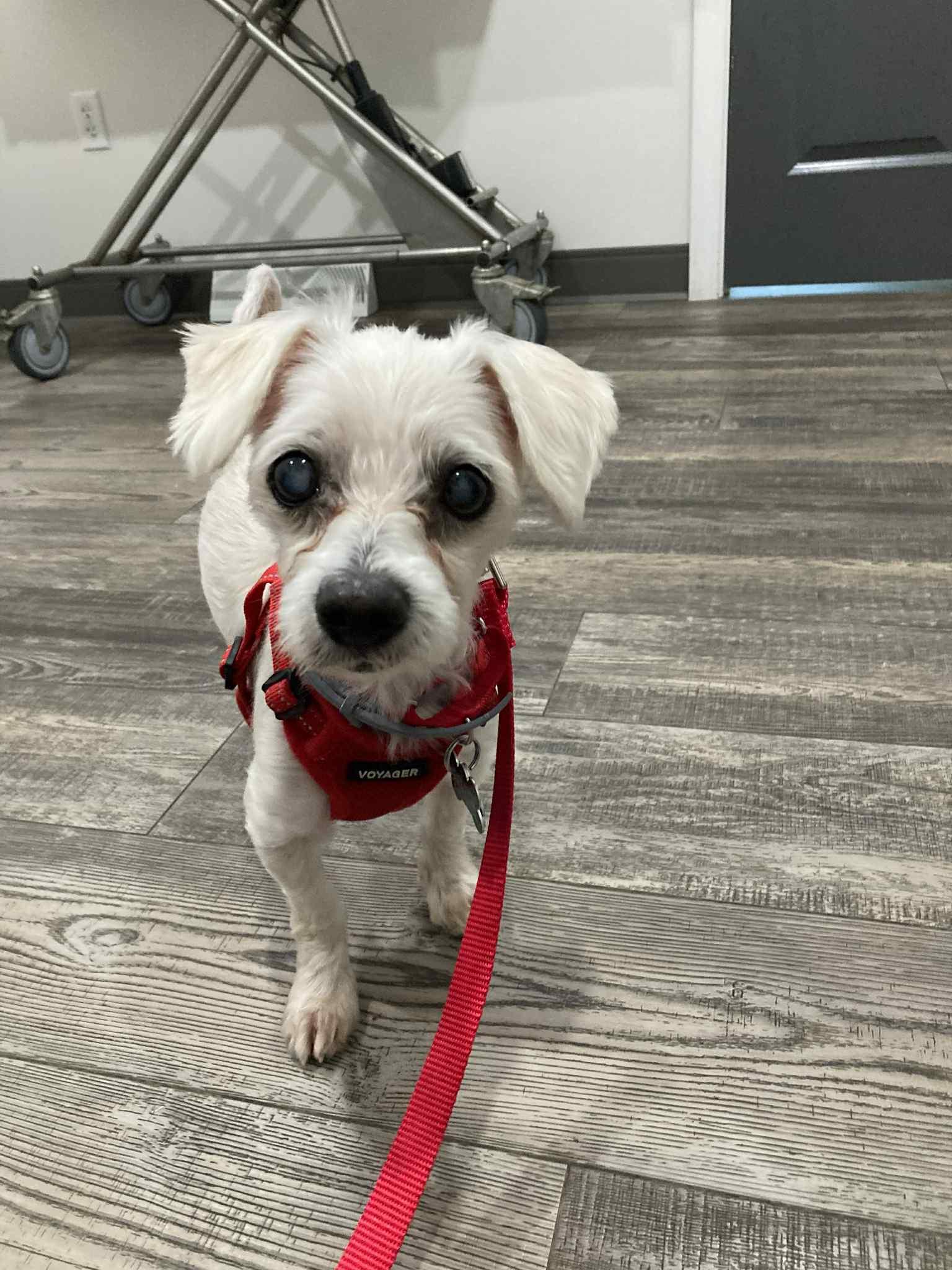 Denver, a Adoptable Maltese in Bradfordwoods, PA image 2/5