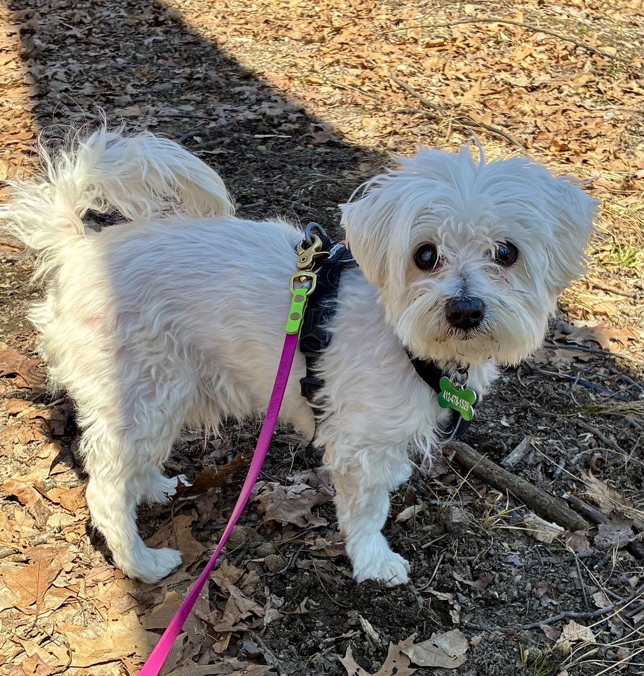 Enlarge Denver, a Adoptable Maltese in Bradfordwoods, PA image 2/5