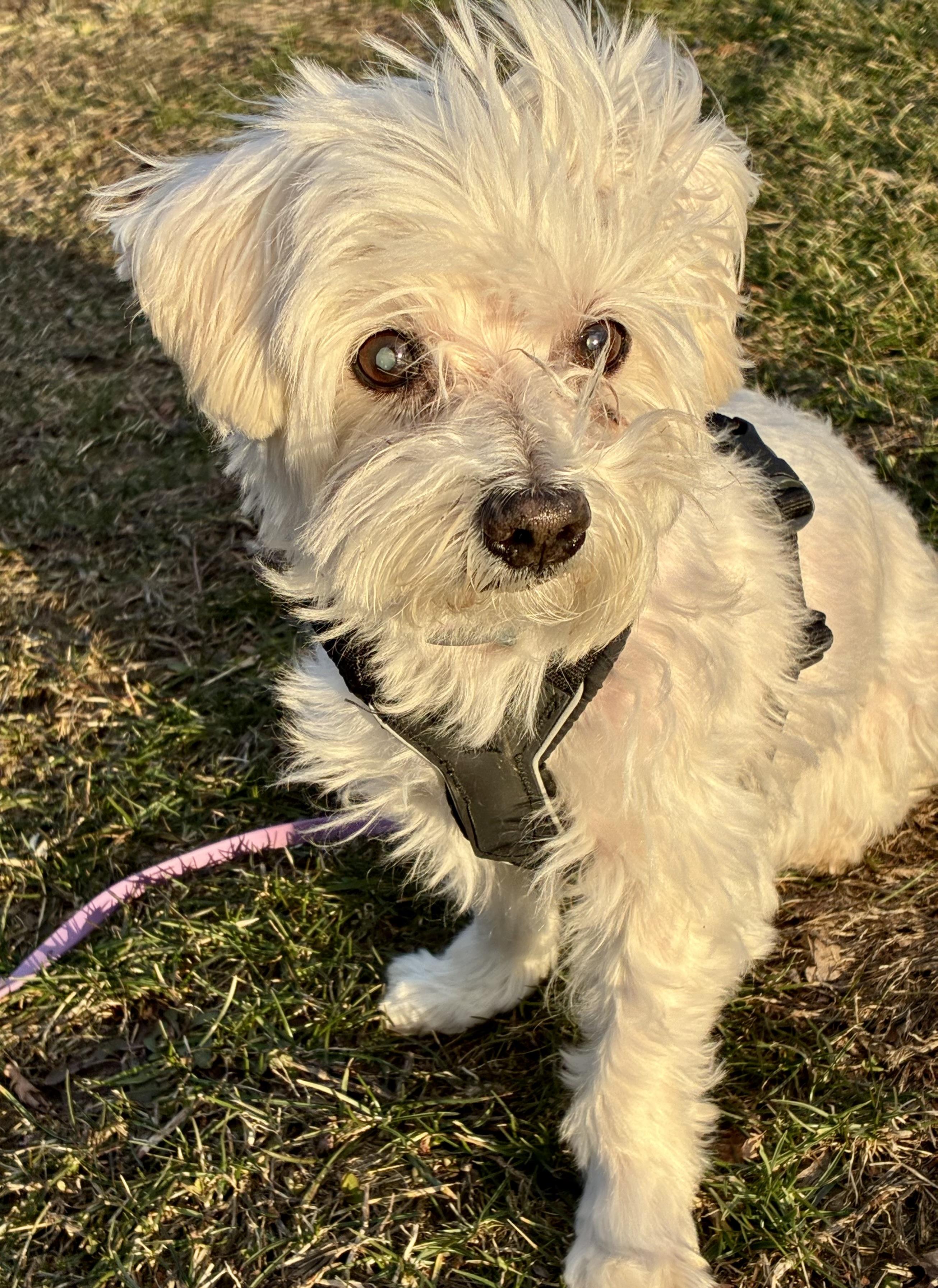 Enlarge Denver, a Adoptable Maltese in Bradfordwoods, PA image 3/5
