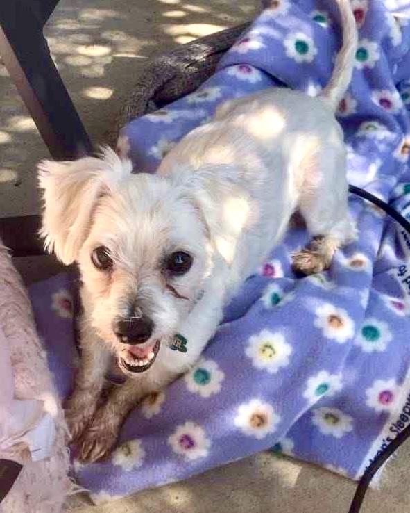 Denver, a Adoptable Maltese in Bradfordwoods, PA image 5/5