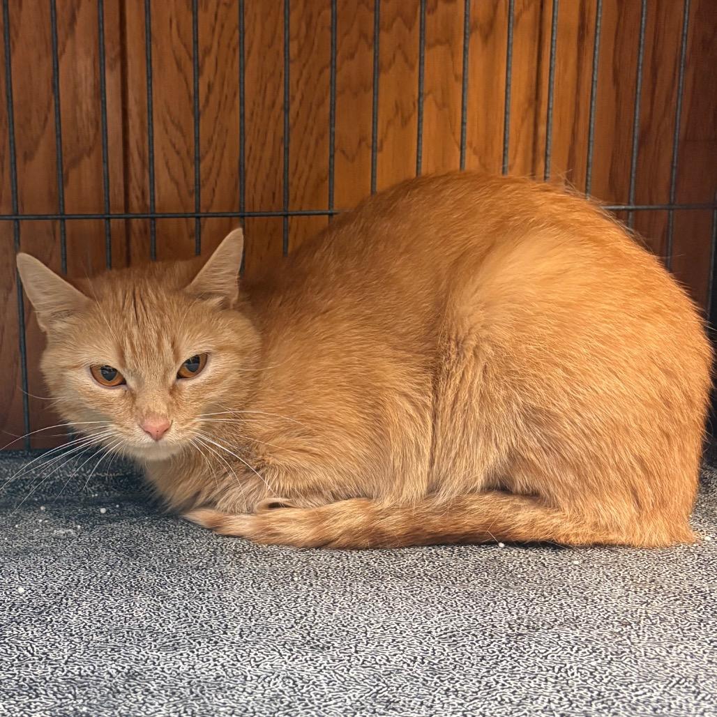 Enlarge Bingo, a Adoptable American Shorthair in Greenfield, IN image 1/1