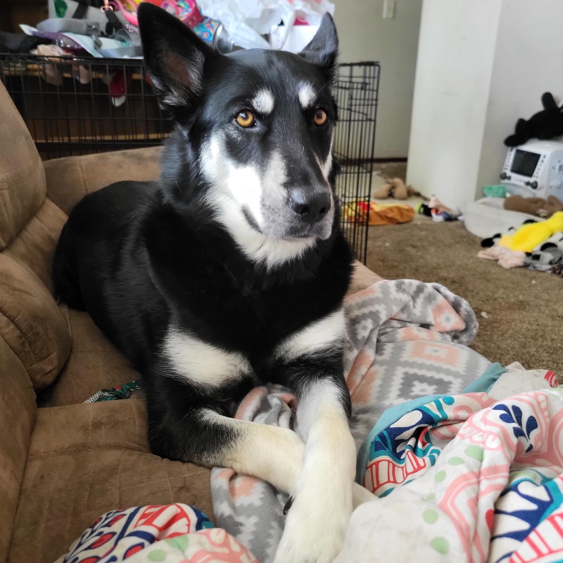 Frankie