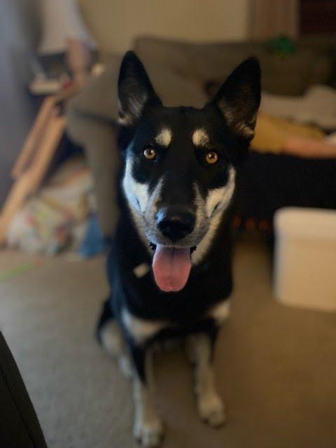 Frankie