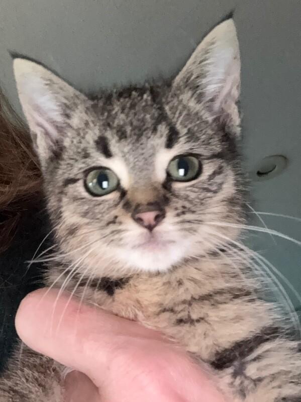 Forrest Gump, Adoptable, Kitten Male Domestic Short Hair.