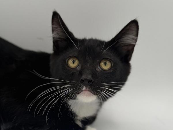 Twig, Adoptable, Kitten Male Domestic Short Hair.