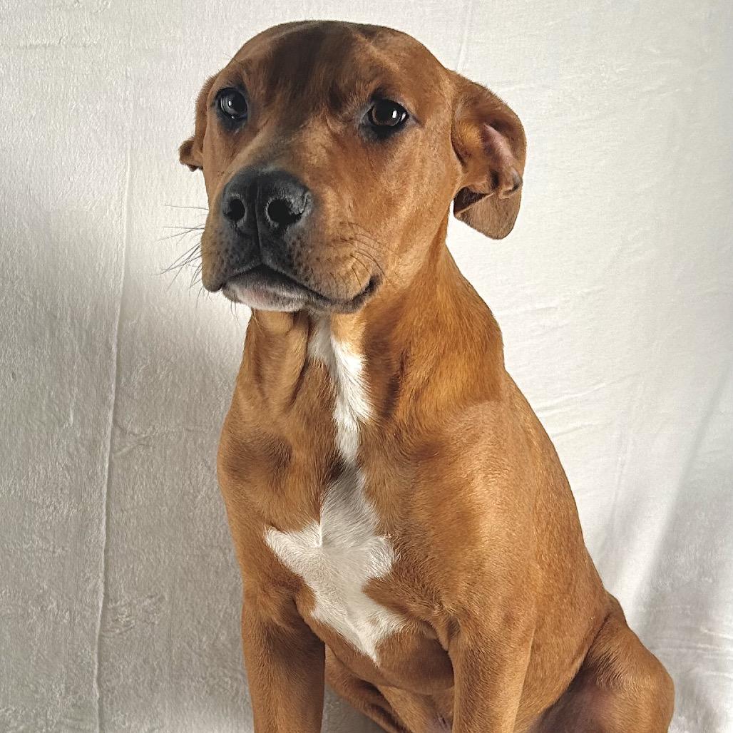 Russell Stover, Adoptable, Young Male Terrier & Labrador Retriever.