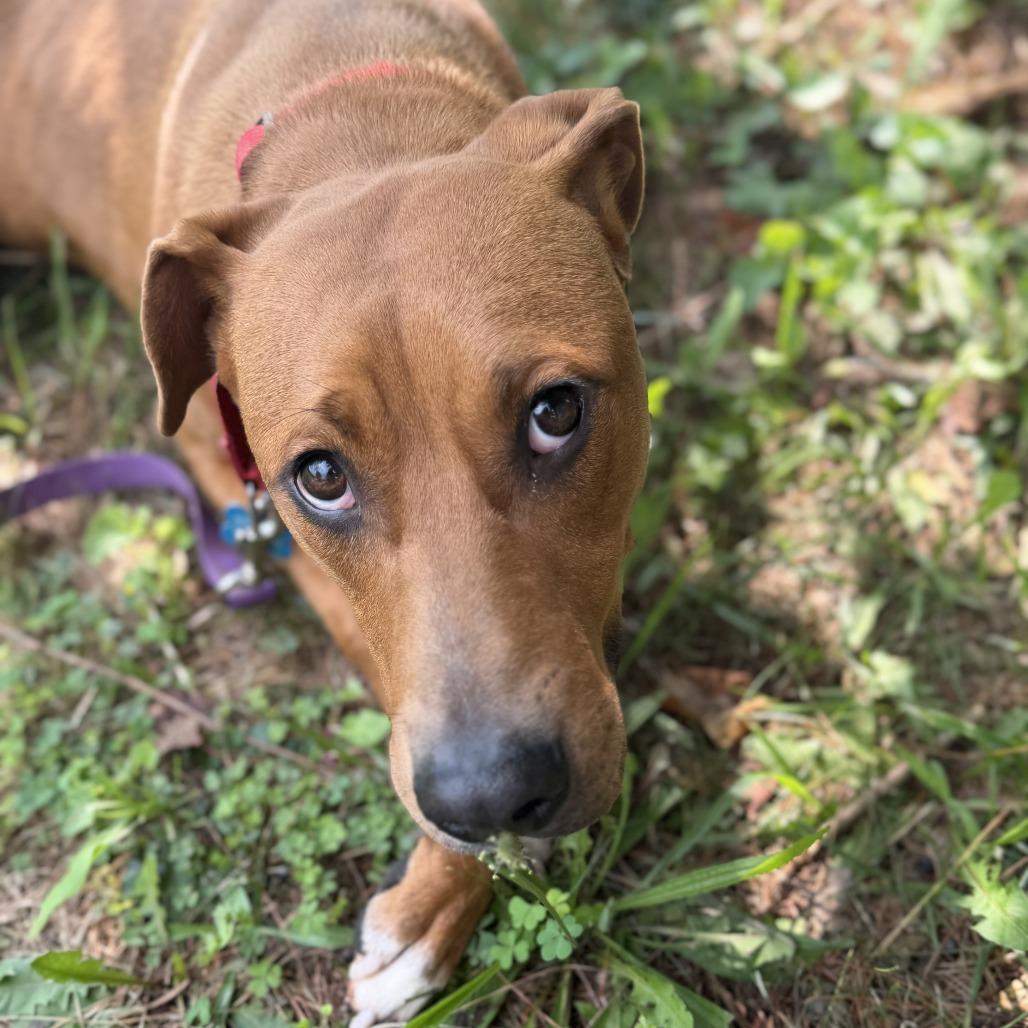 Enlarge Russell Stover, a Adoptable mixed breed in Johnson City, TN image 2/6