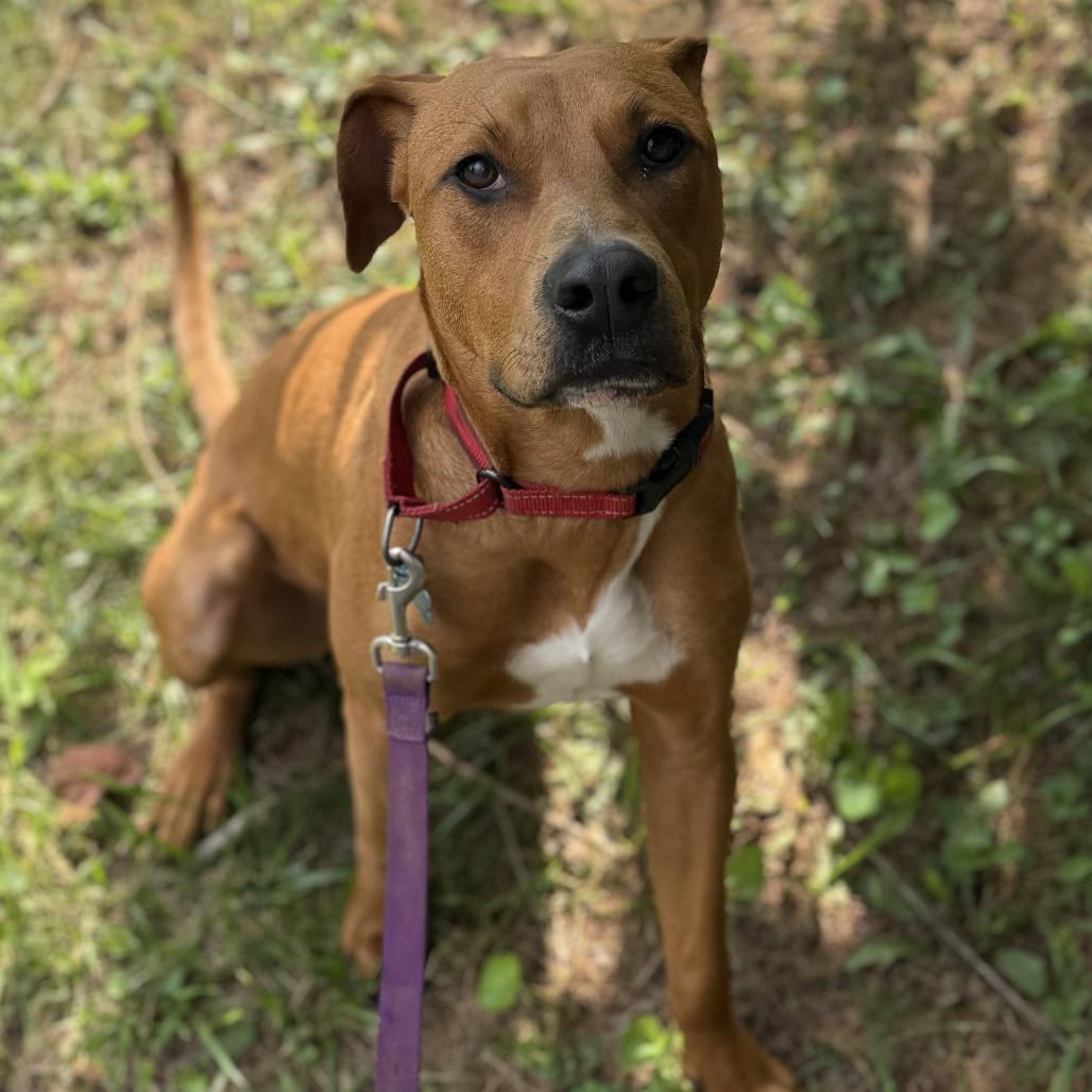 Enlarge Russell Stover, a Adoptable mixed breed in Johnson City, TN image 3/6