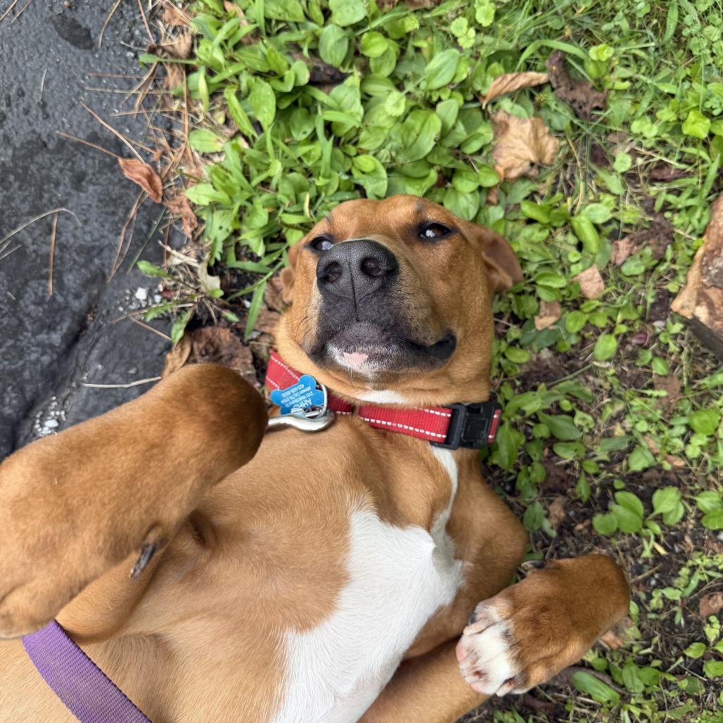 Enlarge Russell Stover, a Adoptable mixed breed in Johnson City, TN image 4/6
