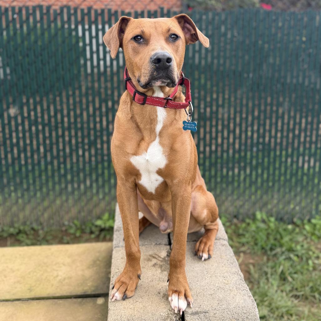 Enlarge Russell Stover, a Adoptable mixed breed in Johnson City, TN image 5/6