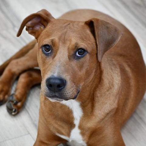 Enlarge Russell Stover, a Adoptable mixed breed in Johnson City, TN image 3/3