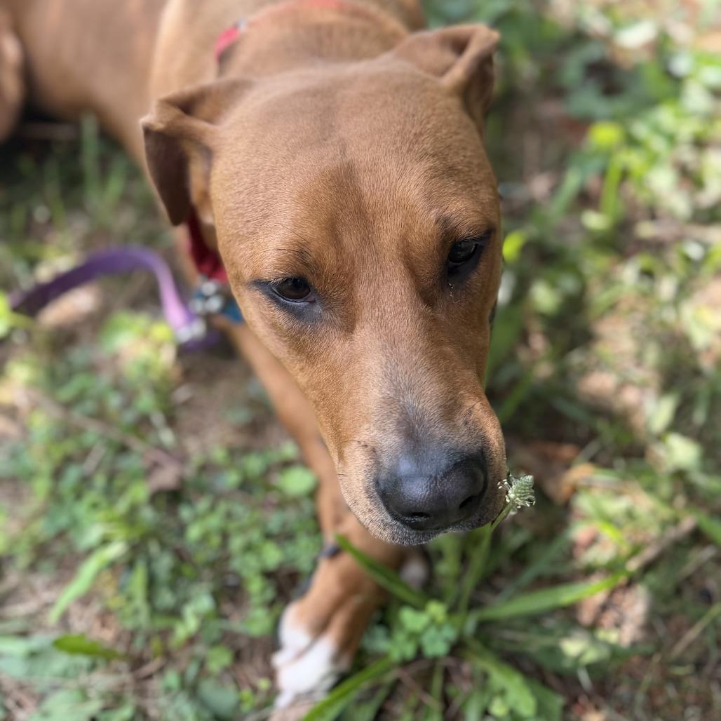 Enlarge Russell Stover, a Adoptable mixed breed in Johnson City, TN image 6/6