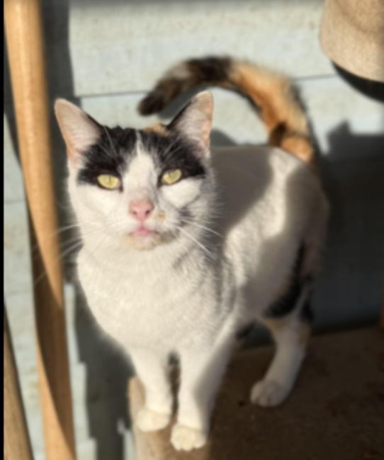 Pebbles, a ADOPTABLE Domestic Short Hair in Johnson City, TN image 2/2