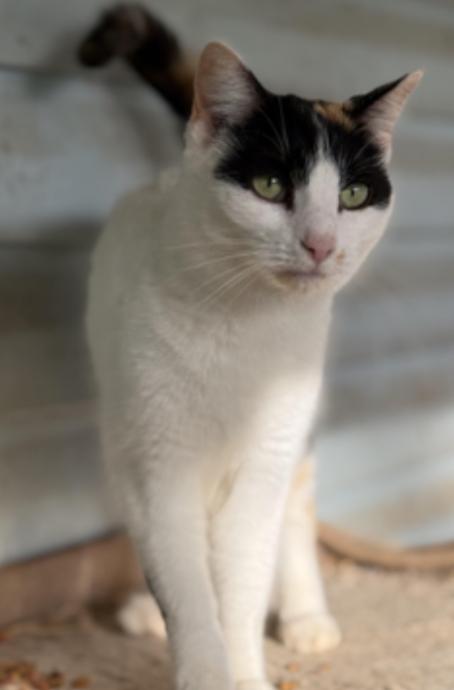 Pebbles, a ADOPTABLE Domestic Short Hair in Johnson City, TN image 1/2