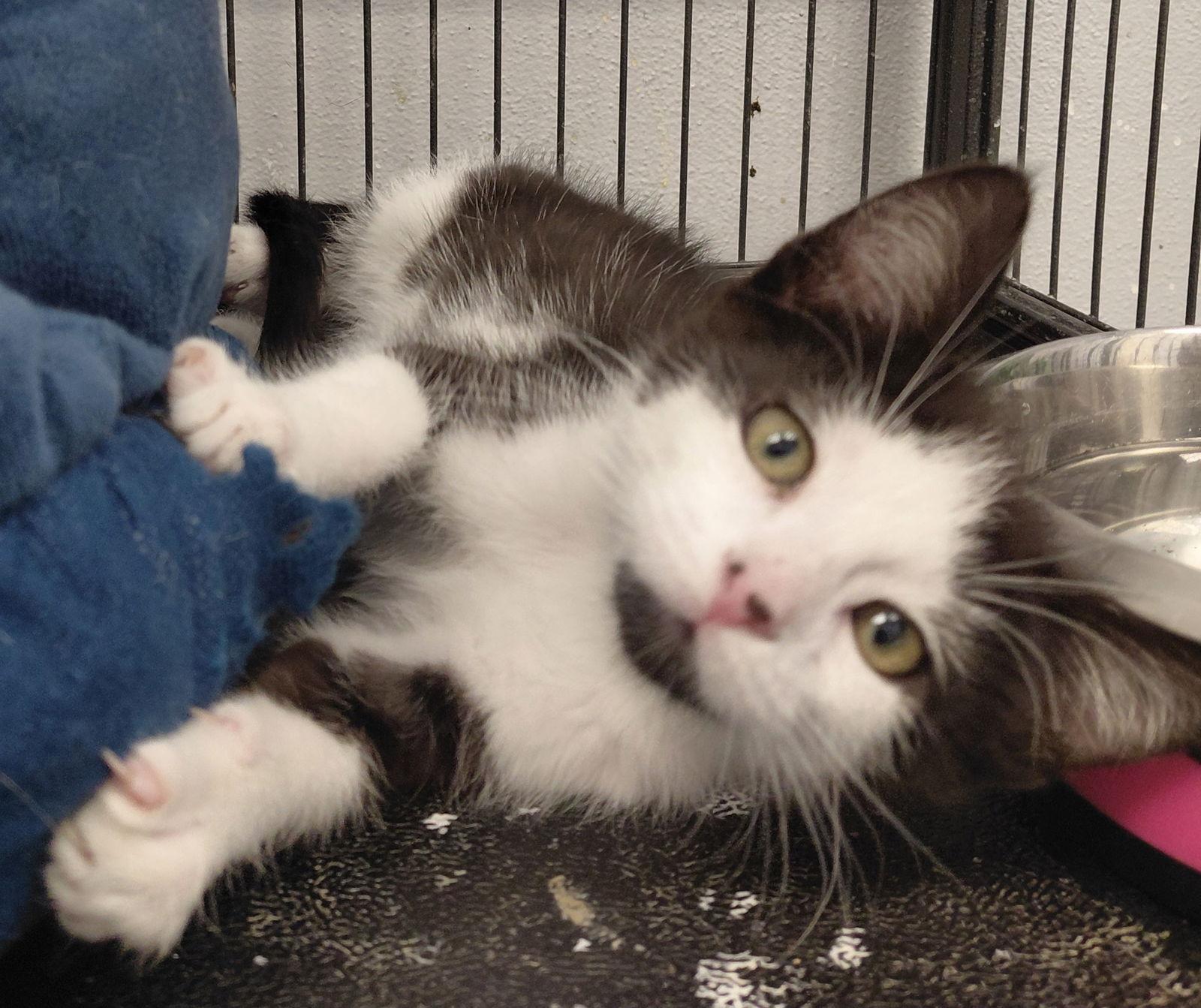 Corrine, Adoptable, Kitten Female Domestic Short Hair.