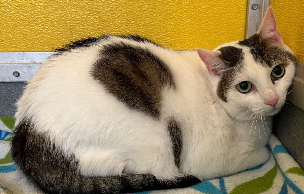 Kumi, Adoptable, Young Female Domestic Short Hair.