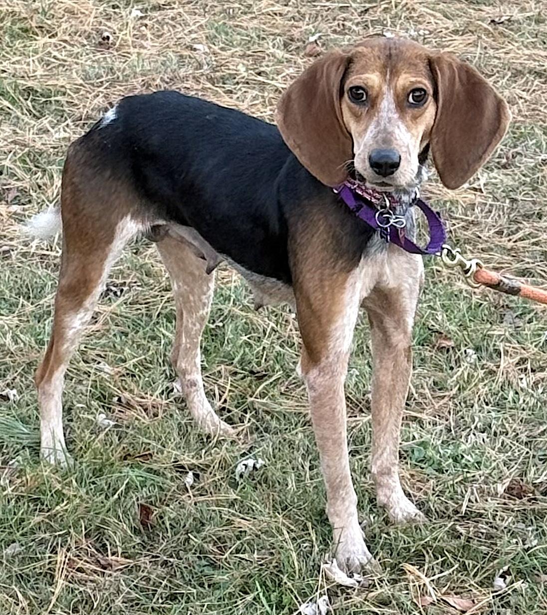 Allie, Adoptable, Adult Female Coonhound & Treeing Walker Coonhound.
