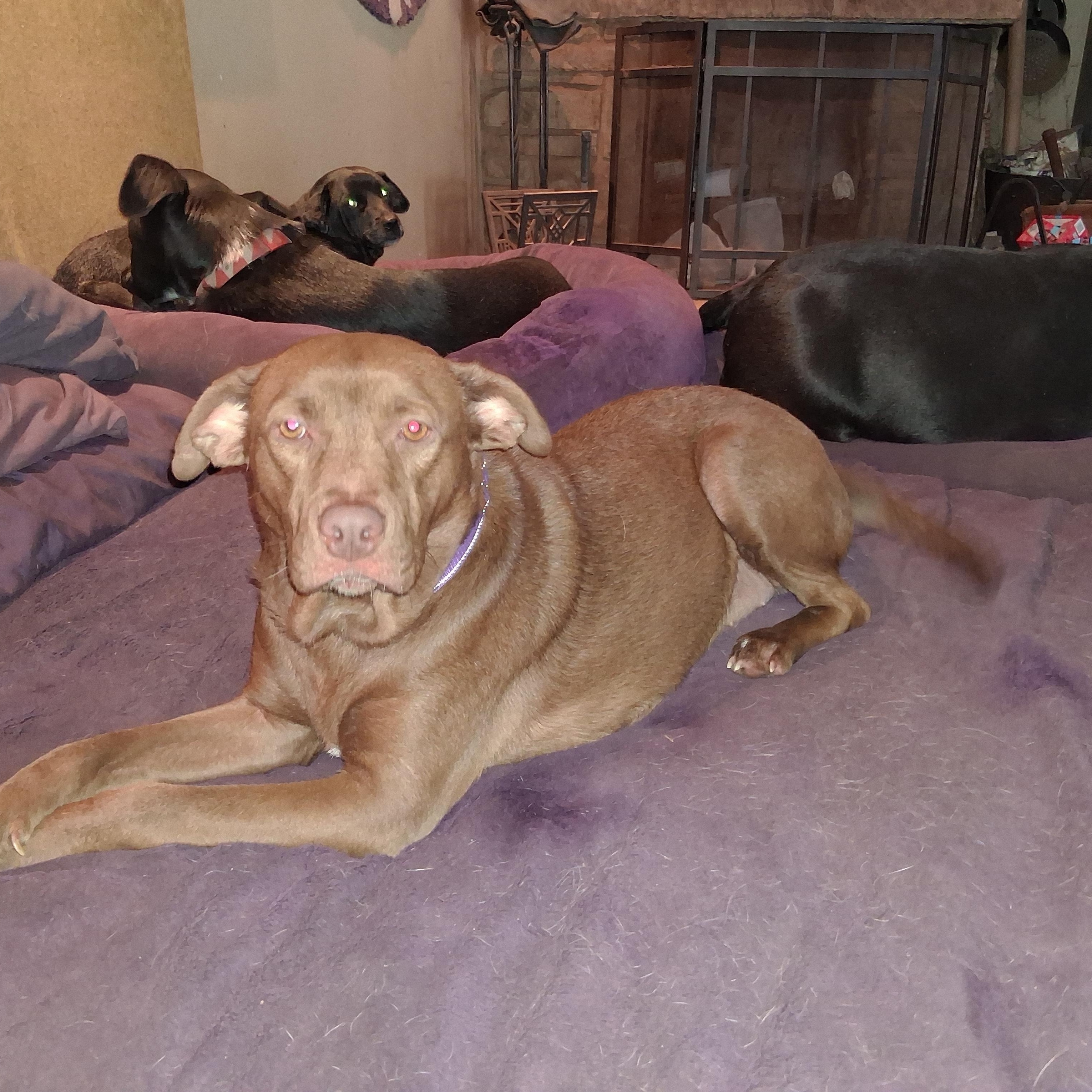 Zuri, a ADOPTABLE mixed breed in North Jackson, OH image 1/6