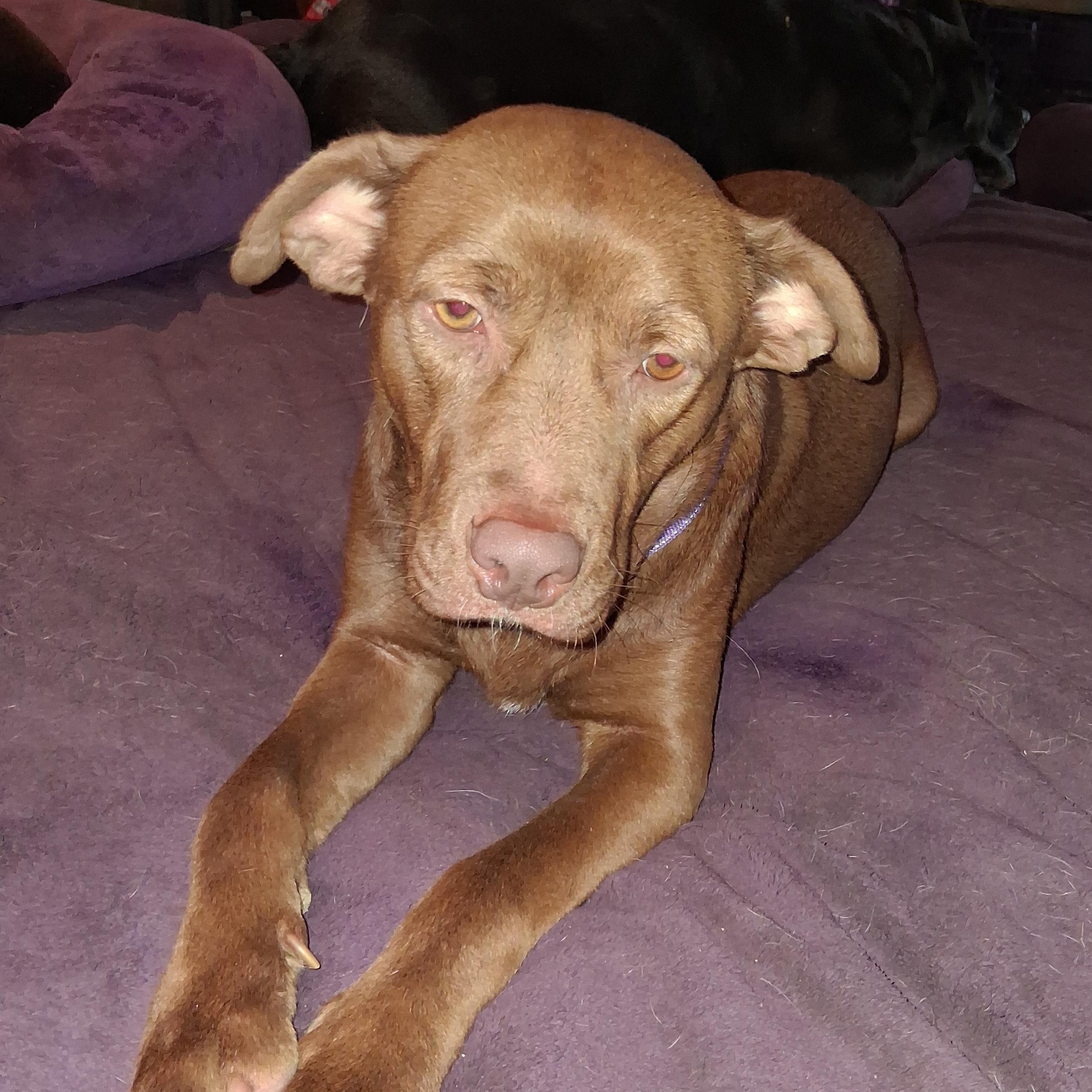 Zuri, a ADOPTABLE mixed breed in North Jackson, OH image 2/6