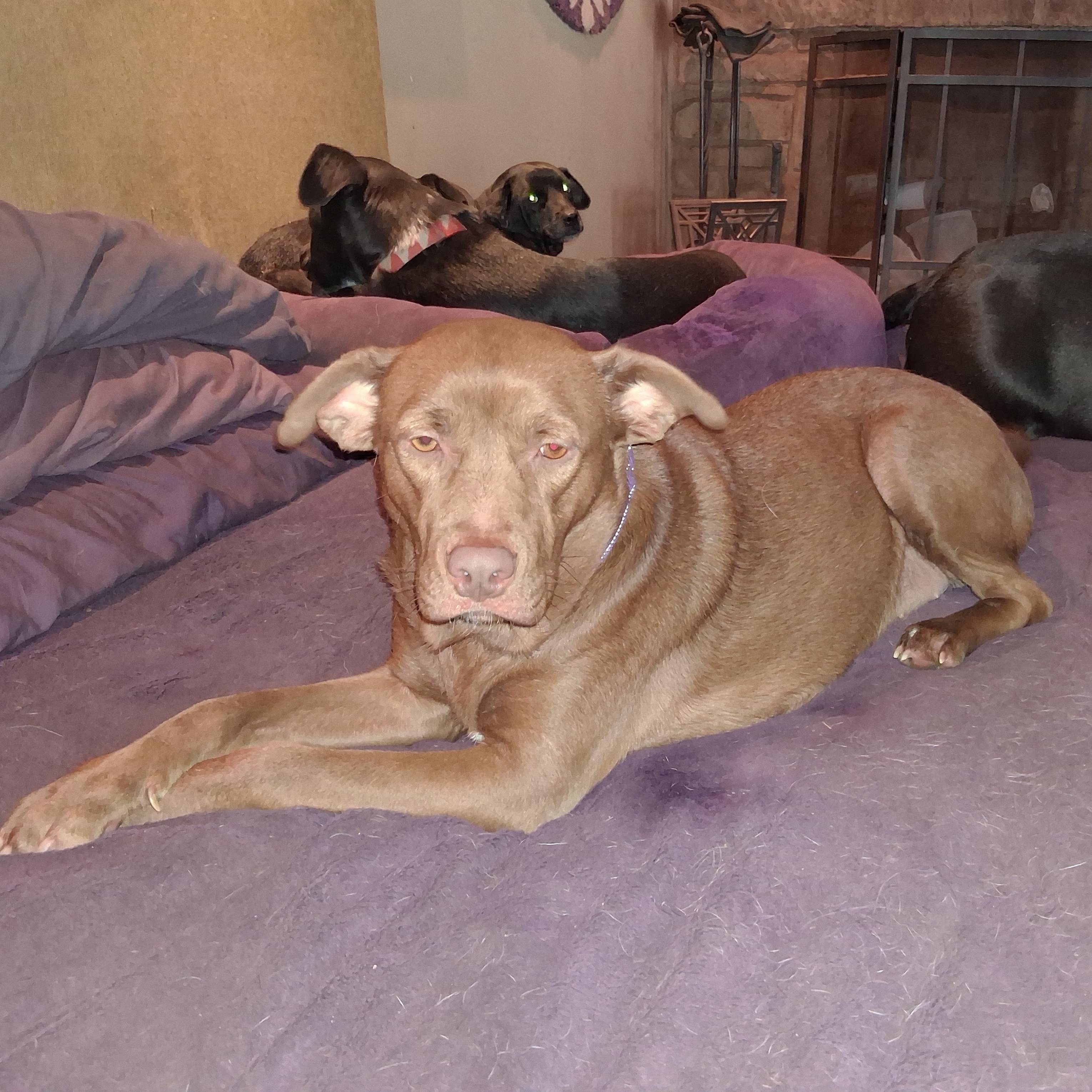 Zuri, a ADOPTABLE mixed breed in North Jackson, OH image 3/6