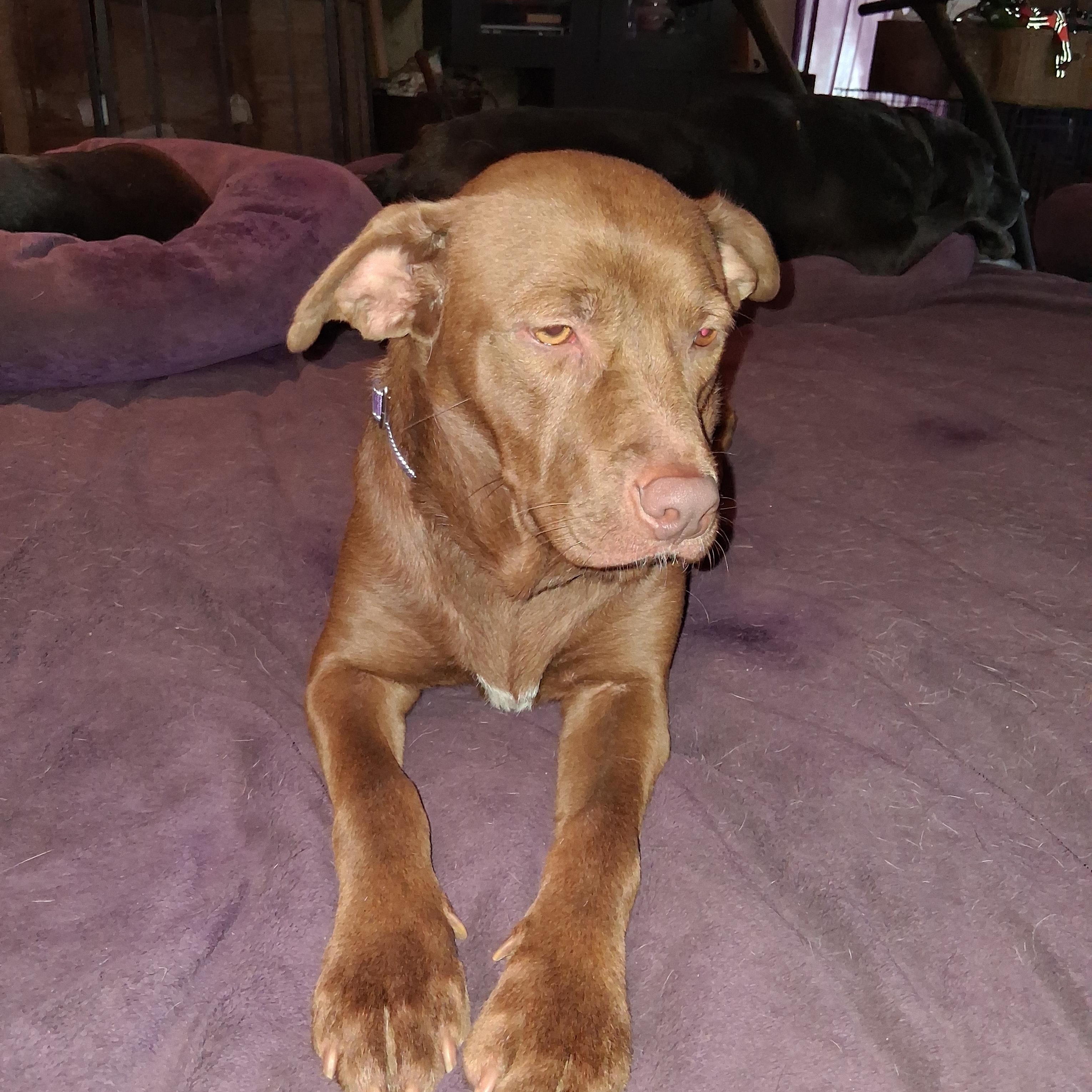 Zuri, a ADOPTABLE mixed breed in North Jackson, OH image 4/6