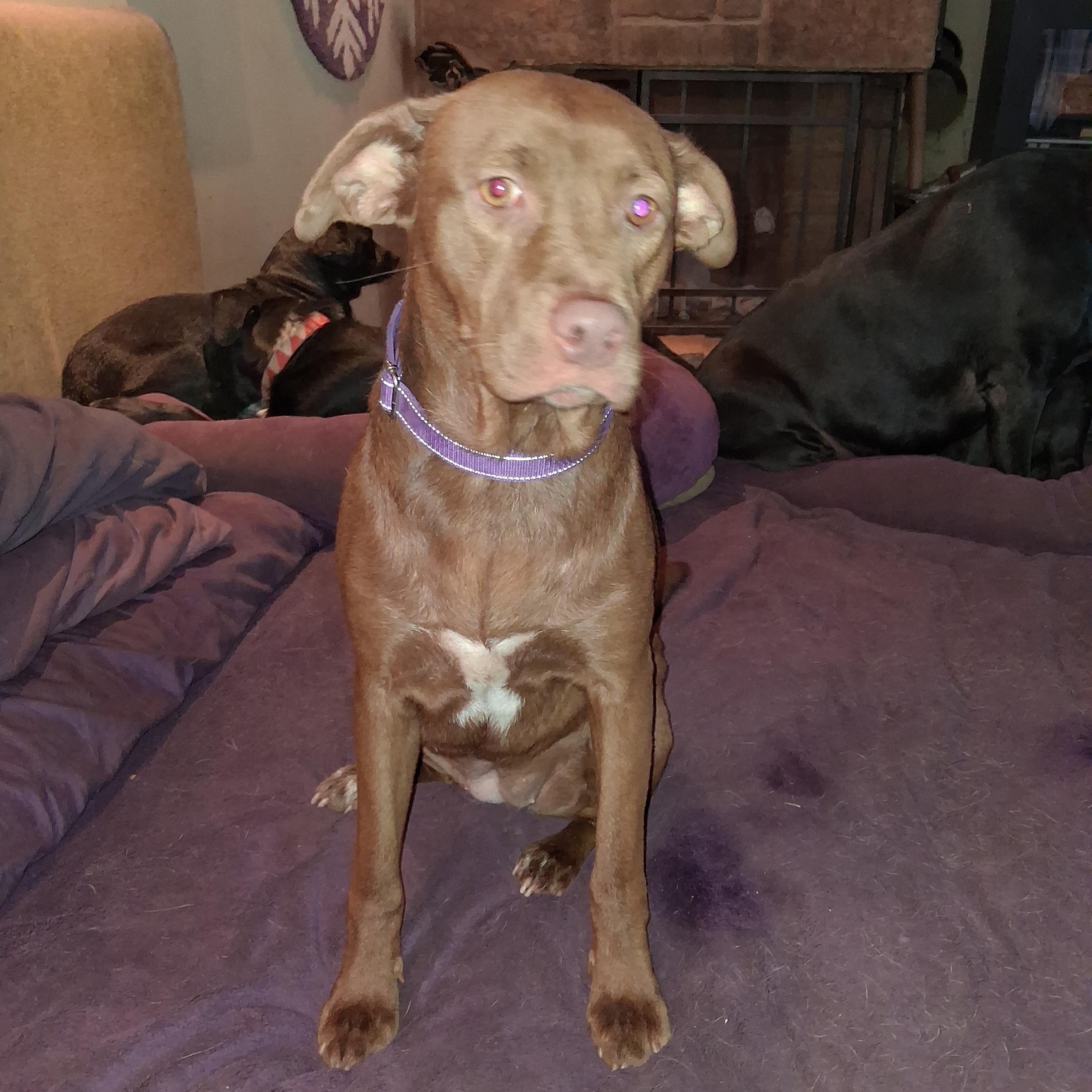 Zuri, a ADOPTABLE mixed breed in North Jackson, OH image 5/6