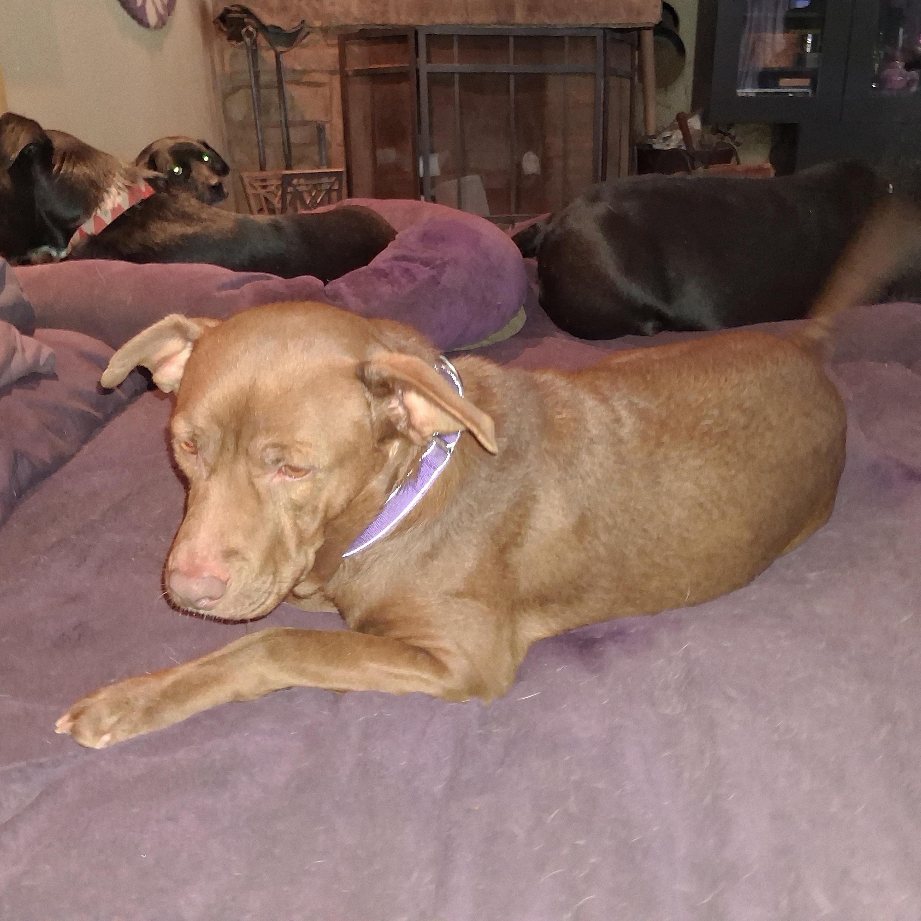 Zuri, a ADOPTABLE mixed breed in North Jackson, OH image 6/6