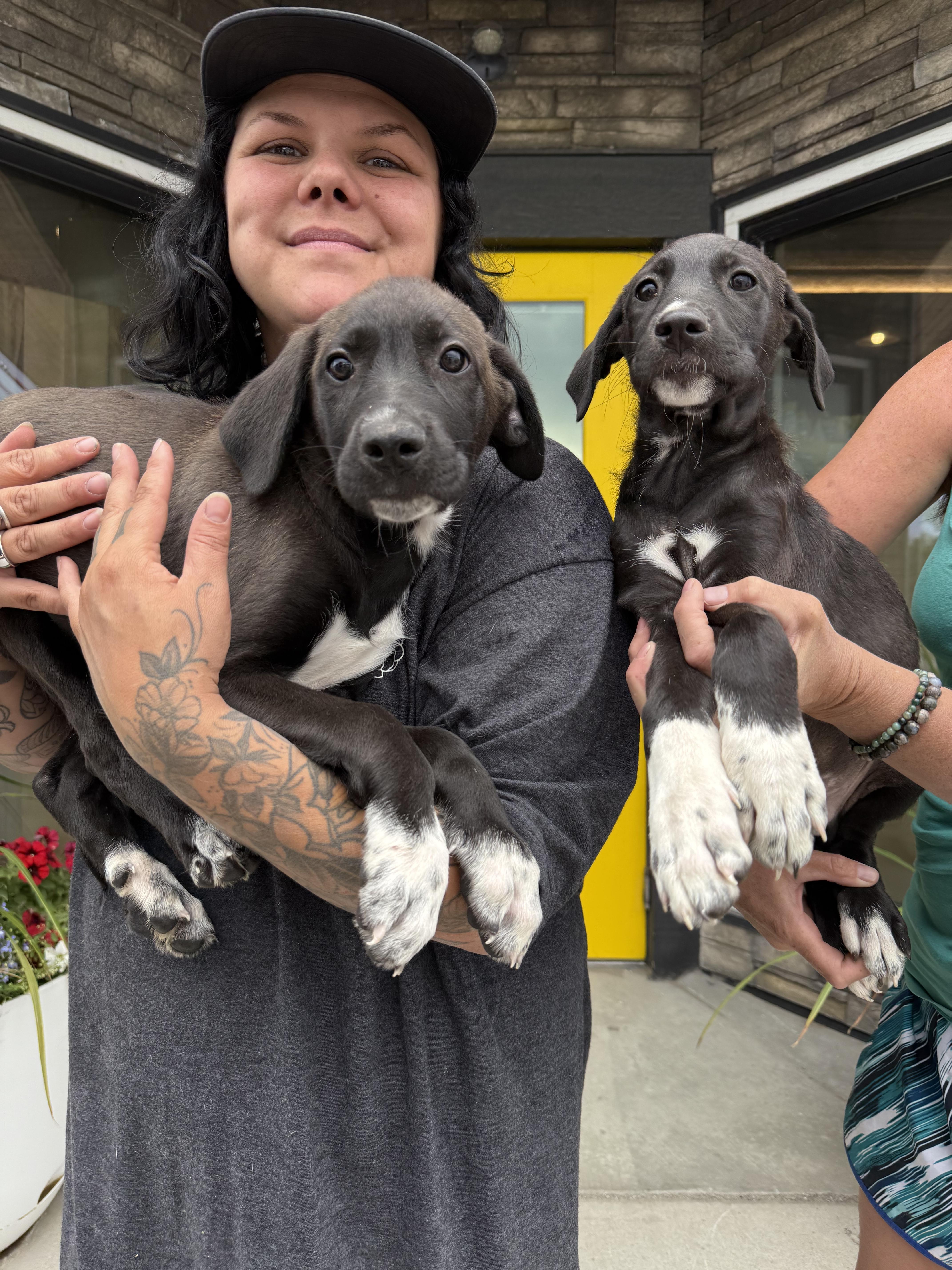 Shein, an adoptable Mixed Breed in Wilsall, MT, 59086 | Photo Image 4
