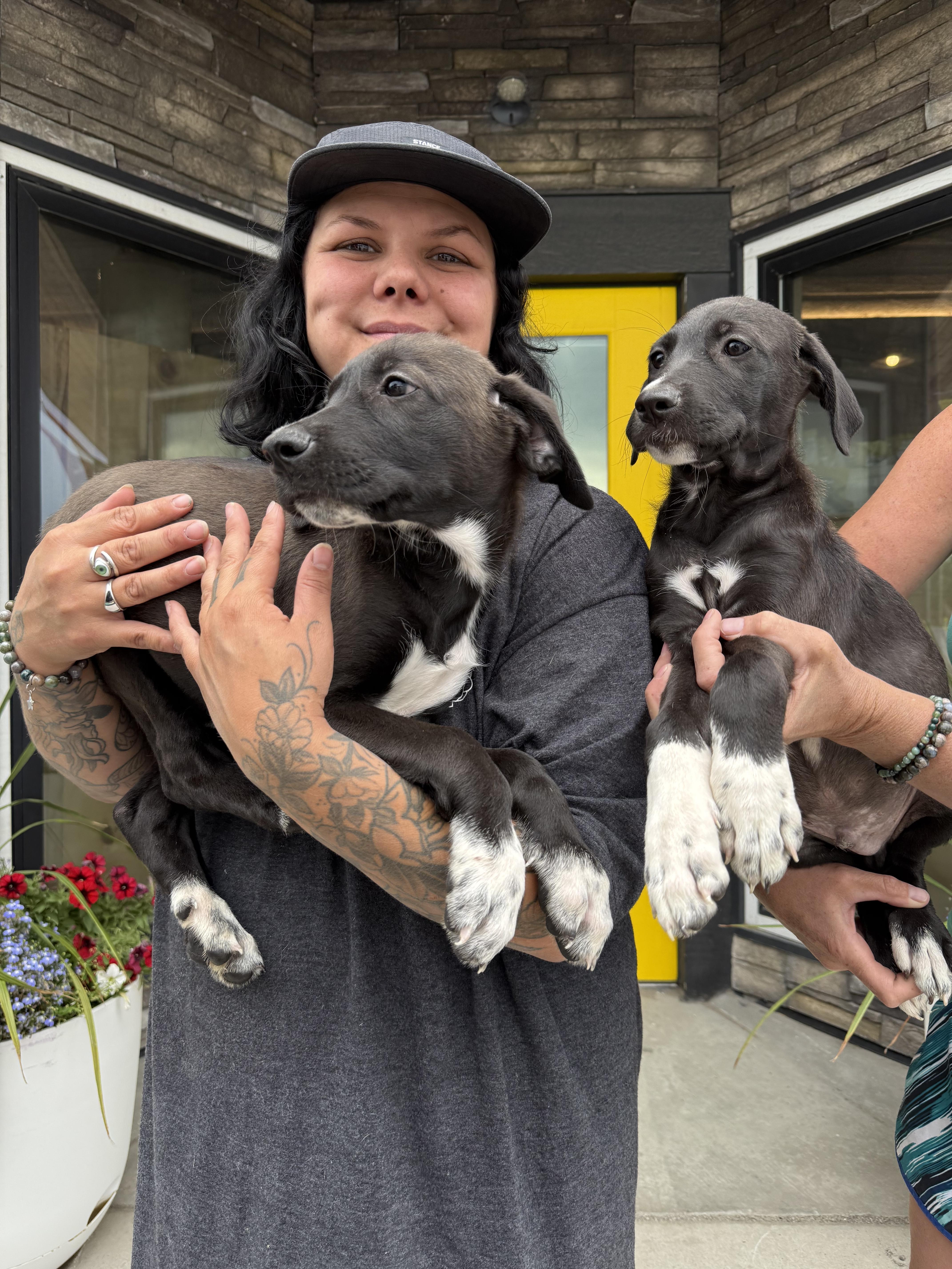 Shein, an adoptable Mixed Breed in Wilsall, MT, 59086 | Photo Image 2