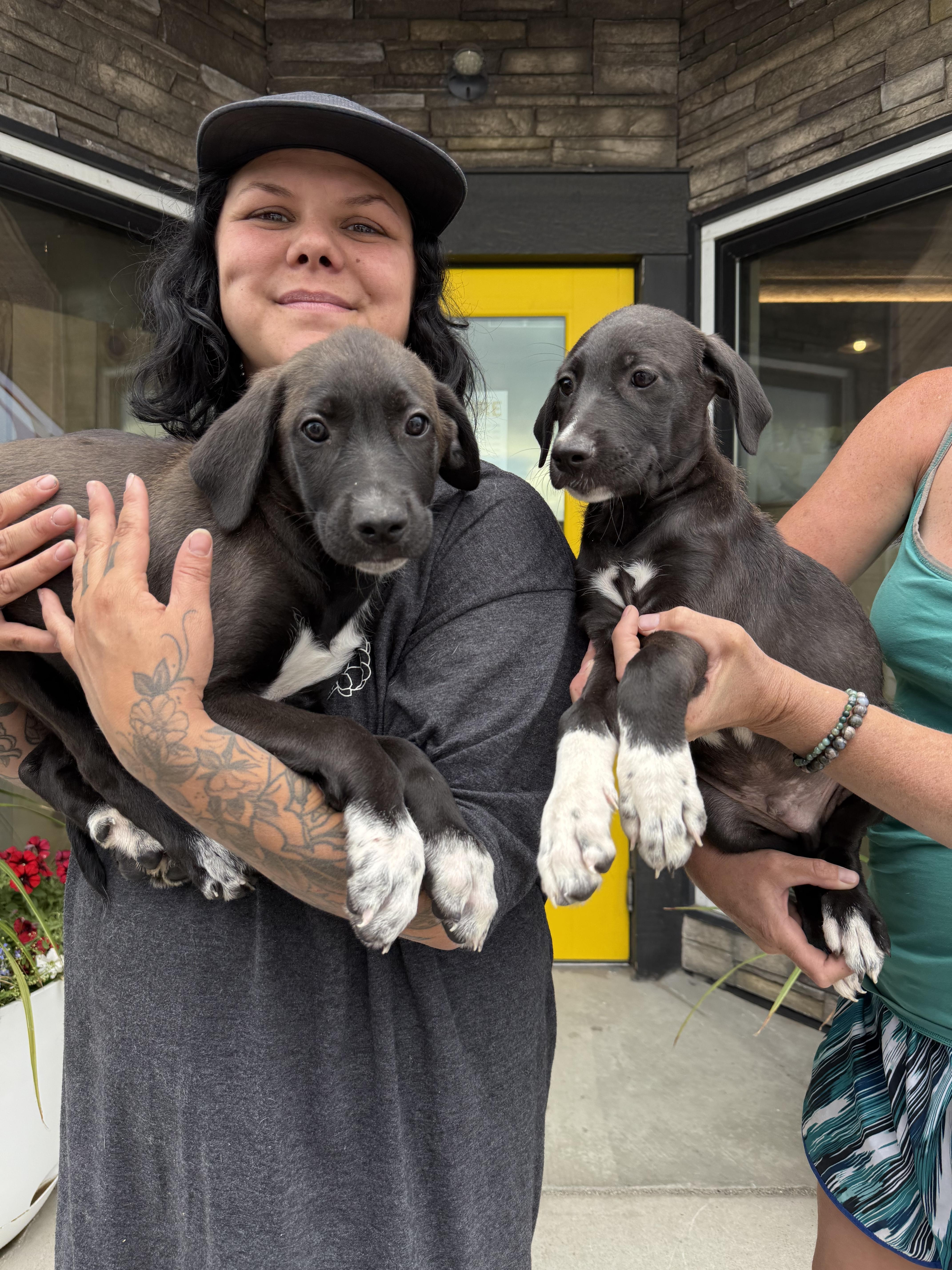 Shein, an adoptable Mixed Breed in Wilsall, MT, 59086 | Photo Image 1
