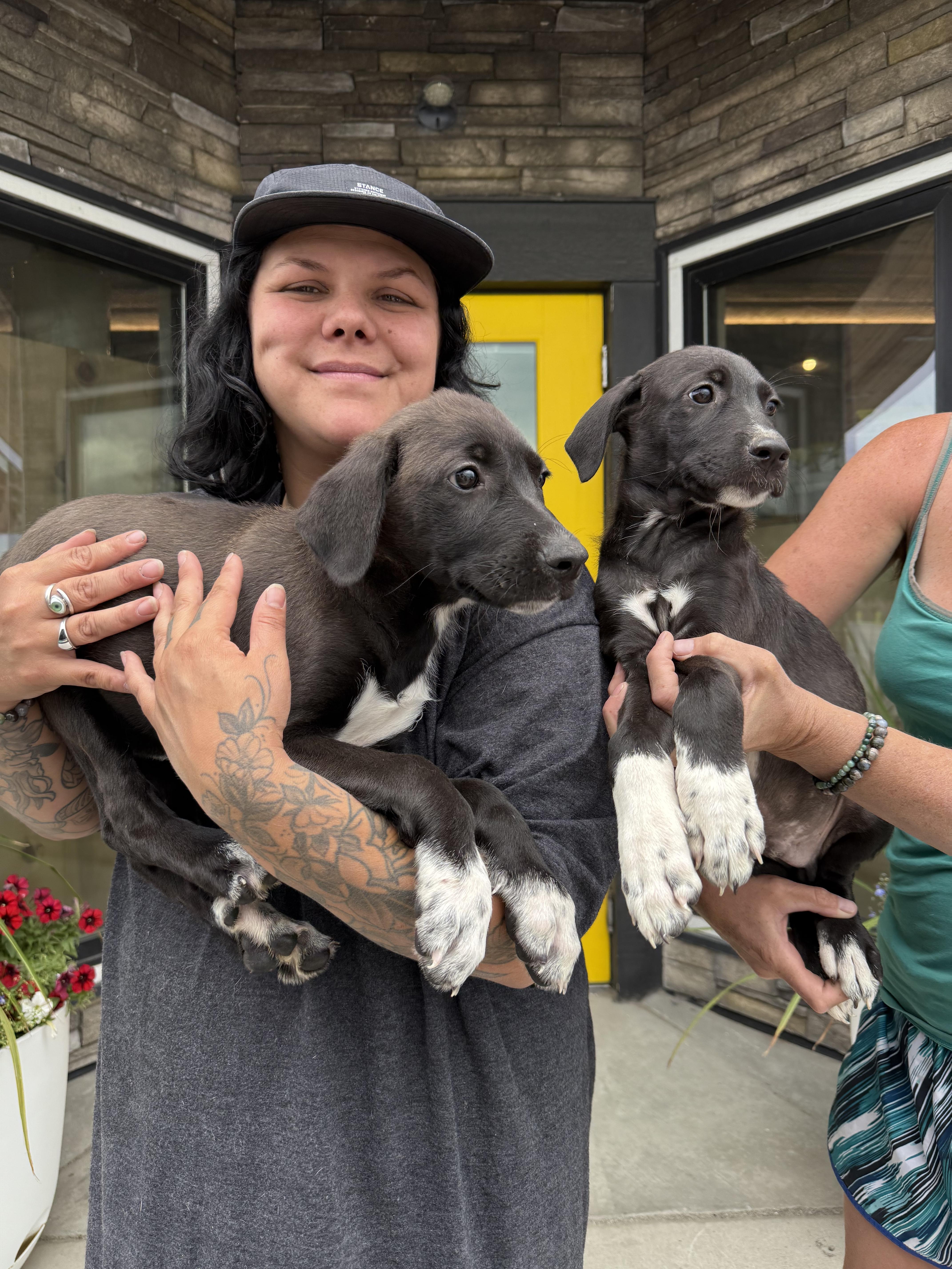 Shein, an adoptable Mixed Breed in Wilsall, MT, 59086 | Photo Image 3