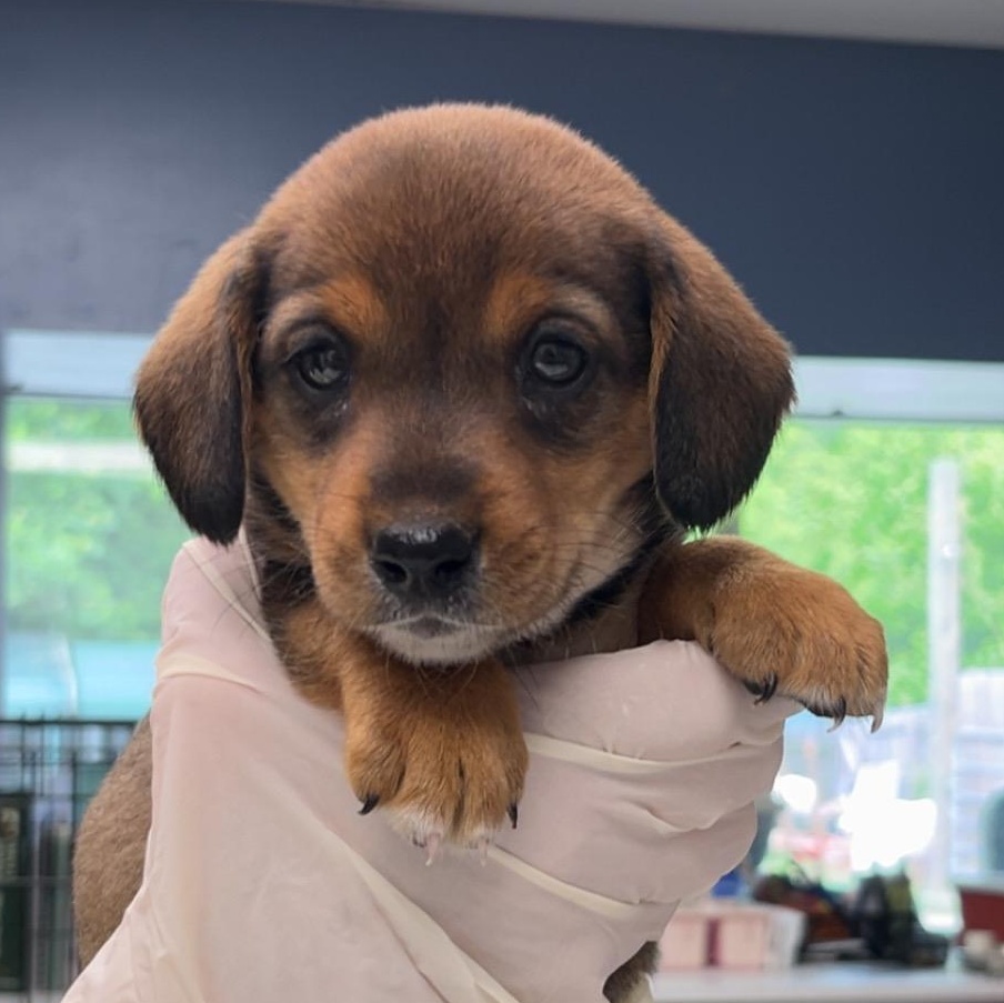 Kit Kat, adopted, Puppy Female Beagle & Labrador Retriever.
