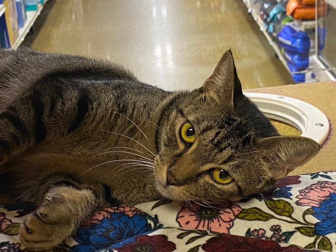 Enlarge Jewel, a Adoptable Domestic Short Hair in Beaumont, TX image 1/1