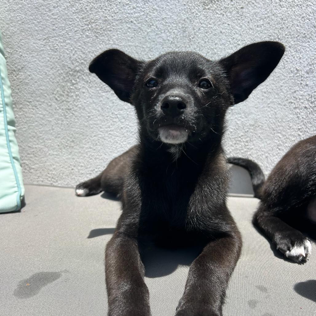 Enlarge Hannah, a Adoptable mixed breed in North Hollywood, CA image 2/5