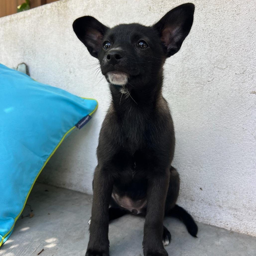 Enlarge Hannah, a Adoptable mixed breed in North Hollywood, CA image 3/5