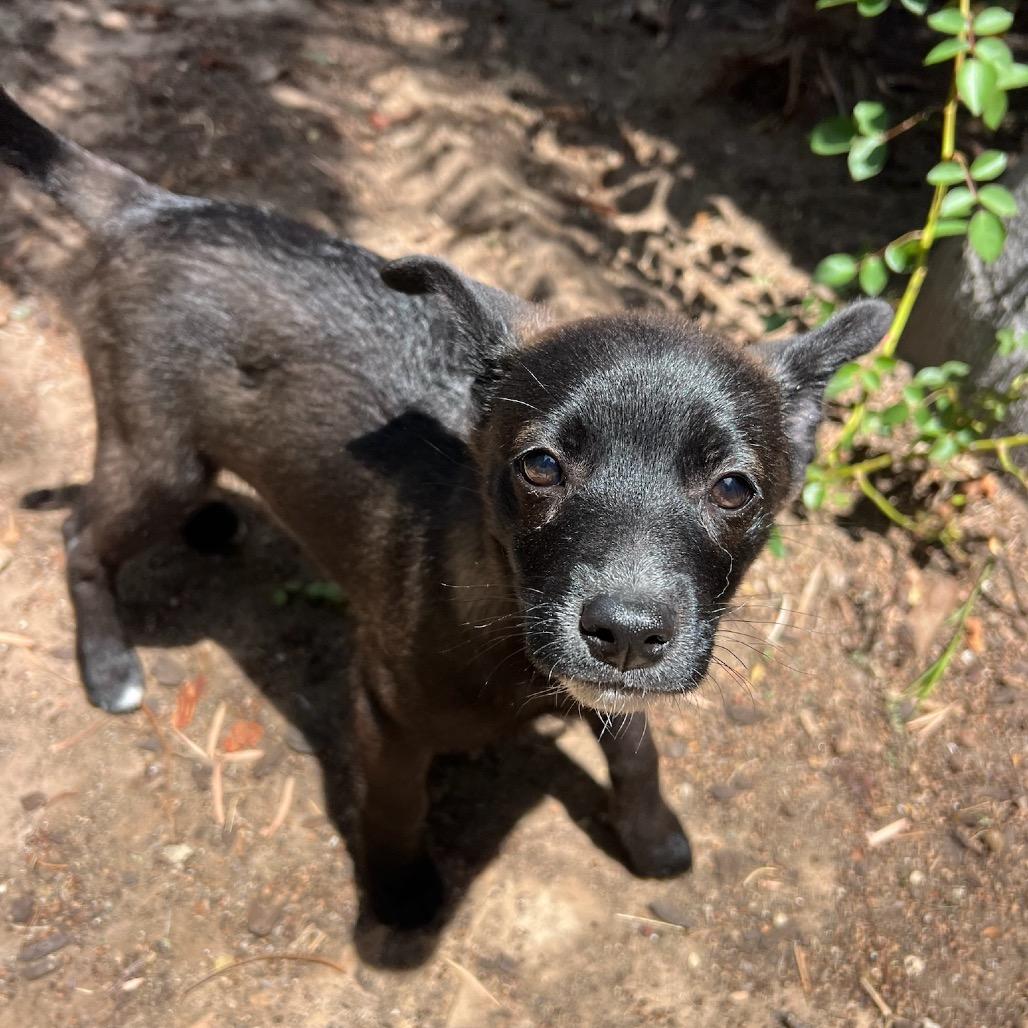 Enlarge Hannah, a Adoptable mixed breed in North Hollywood, CA image 5/5