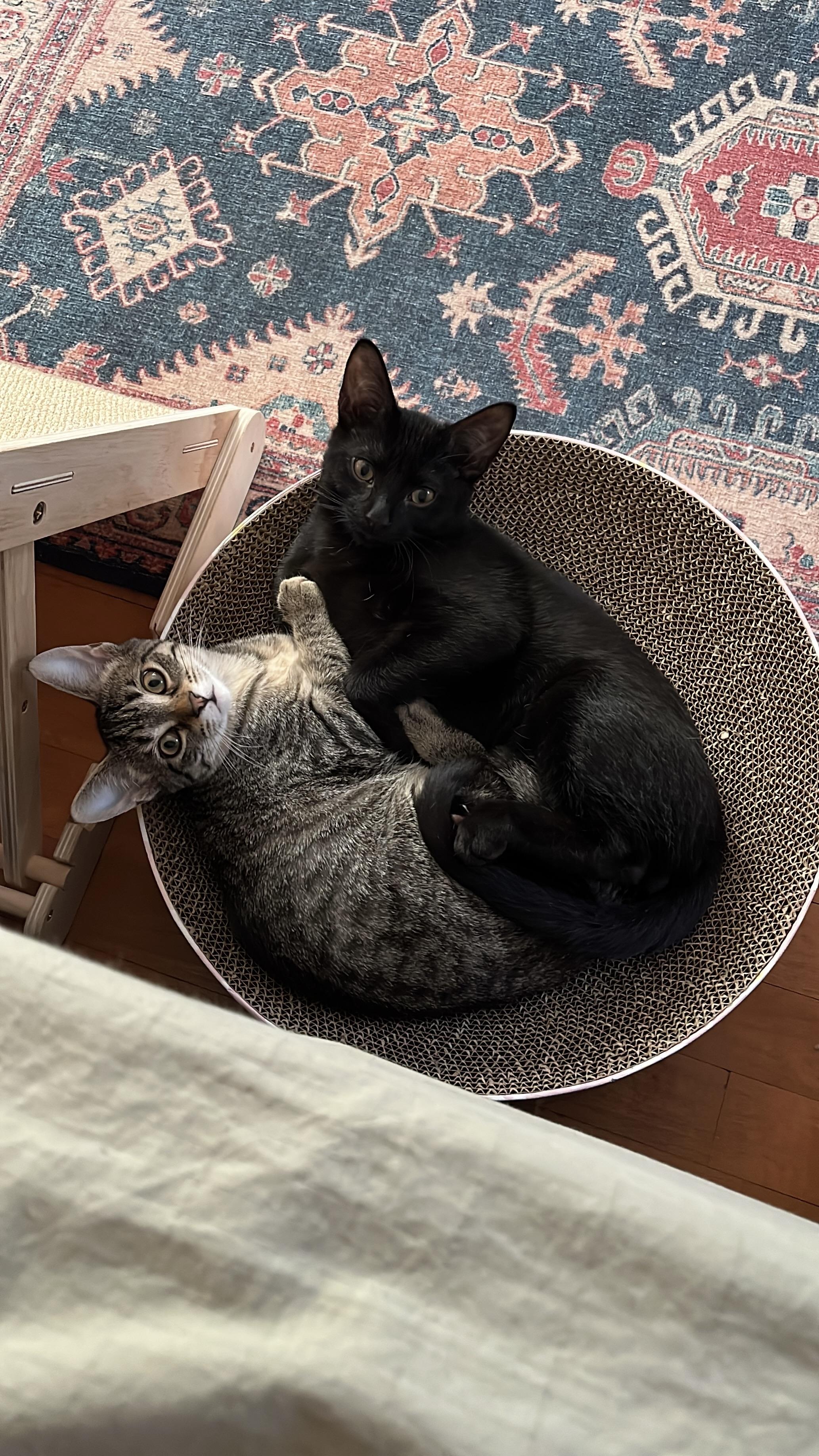 Kiwi & Mango, Adoptable, Kitten Male Domestic Short Hair.