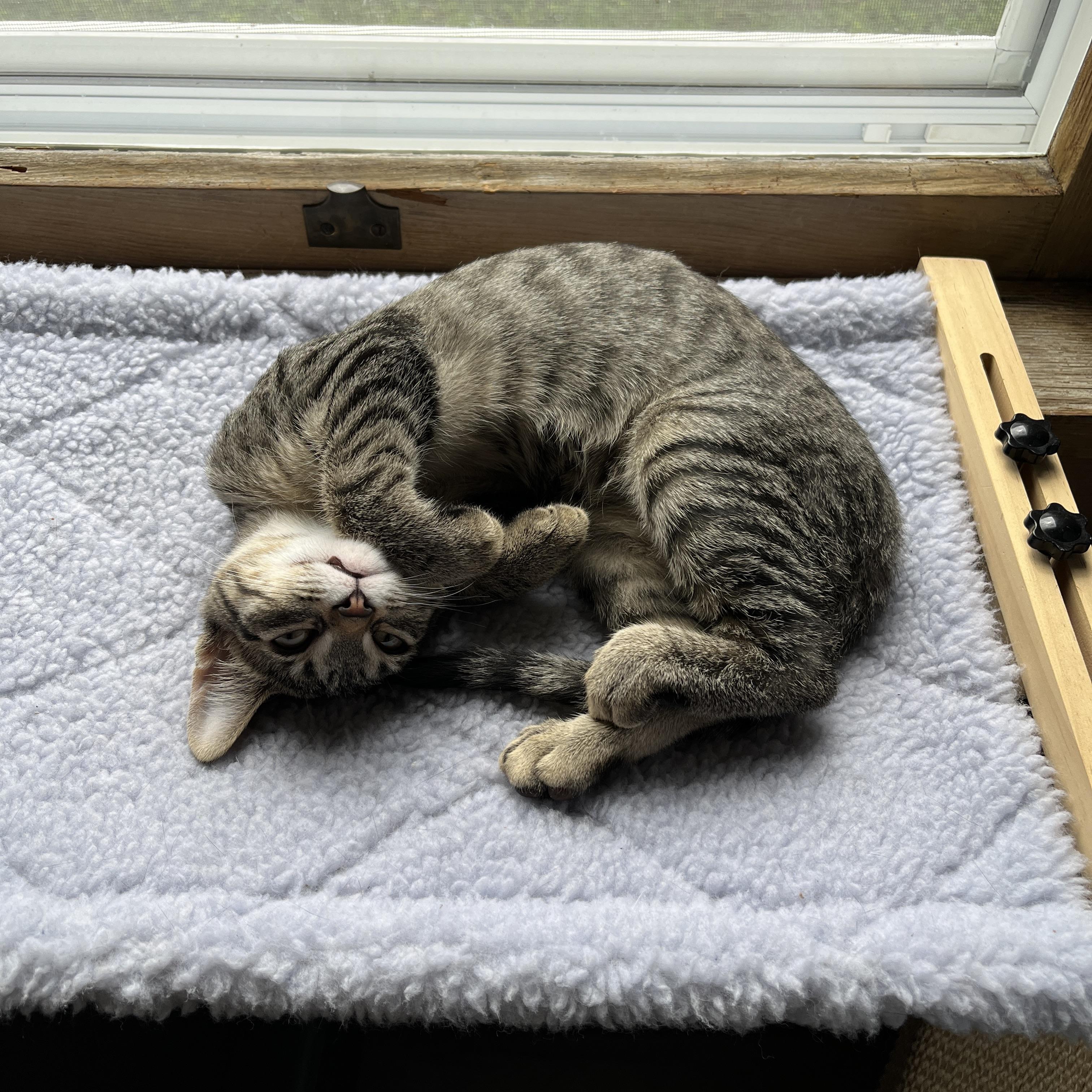 Enlarge Kiwi & Mango, a Adoption Pending Domestic Short Hair in Neenah, WI image 4/6